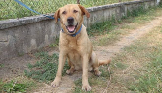 állatvédő alapítvány 1 % támogatás állatmenhelyek listája, kutyamentés cicamentő adó 1 százaléka